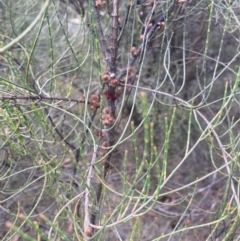 Allocasuarina diminuta at Wingecarribee Local Government Area - 7 Nov 2023 by Baronia