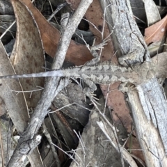 Rankinia diemensis (Mountain Dragon) at Wingecarribee Local Government Area - 7 Nov 2023 by Baronia