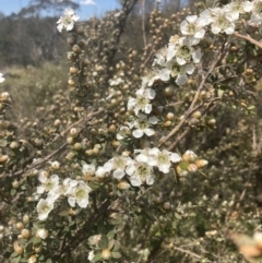Leptospermum sp. at Penrose, NSW - 7 Nov 2023 by Baronia