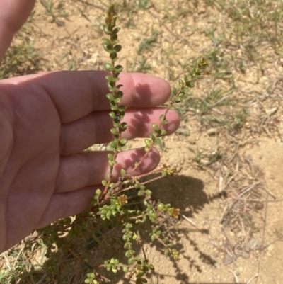 Persoonia oxycoccoides (A Geebung) at Penrose - 7 Nov 2023 by Baronia