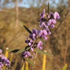 Hovea heterophylla (Common Hovea) at Tuggeranong, ACT - 7 Aug 2023 by michaelb