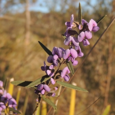 Hovea heterophylla (Common Hovea) at Pine Island to Point Hut - 7 Aug 2023 by michaelb