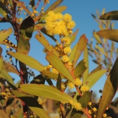Acacia rubida (Red-stemmed Wattle, Red-leaved Wattle) at Pine Island to Point Hut - 7 Aug 2023 by michaelb