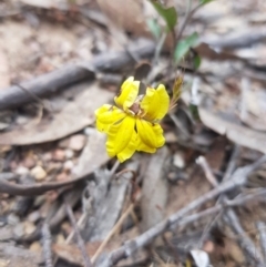 Goodenia hederacea subsp. hederacea (Ivy Goodenia, Forest Goodenia) at QPRC LGA - 12 Nov 2023 by danswell