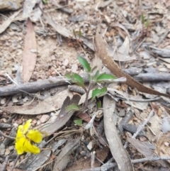 Goodenia hederacea subsp. hederacea at QPRC LGA - 13 Nov 2023