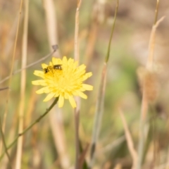 Lasioglossum (Chilalictus) sp. (genus & subgenus) (Halictid bee) at Crace, ACT - 12 Nov 2023 by pixelnips