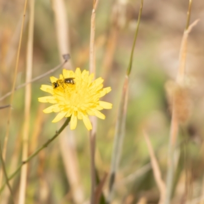 Lasioglossum (Chilalictus) sp. (genus & subgenus) (Halictid bee) at Gungaderra Grassland (GUN_6) - 12 Nov 2023 by pixelnips