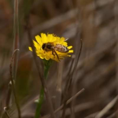 Apis mellifera (European honey bee) at Gungaderra Grassland (GUN_6) - 12 Nov 2023 by pixelnips