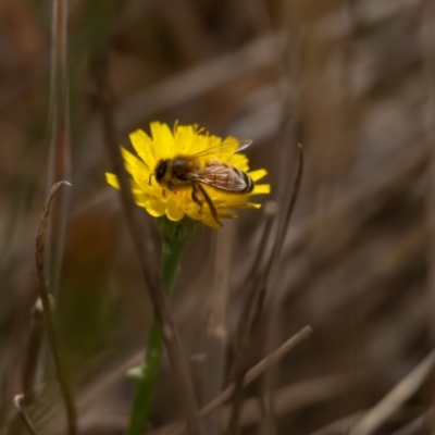 Apis mellifera (European honey bee) at Gungaderra Grassland (GUN_6) - 13 Nov 2023 by pixelnips