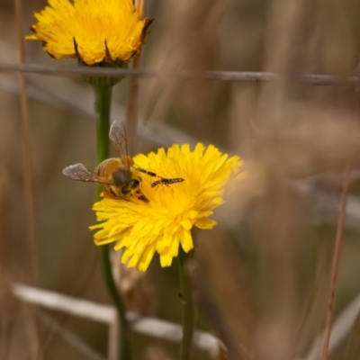 Carphurini sp. (tribe) (Soft-winged flower beetle) at Gungaderra Grassland (GUN_6) - 12 Nov 2023 by pixelnips