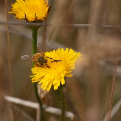 Carphurini sp. (tribe) (Soft-winged flower beetle) at Crace, ACT - 12 Nov 2023 by pixelnips