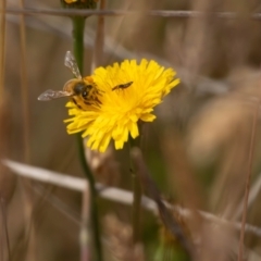 Carphurini sp. (tribe) at Gungaderra Grassland (GUN_6) - 13 Nov 2023 10:35 AM