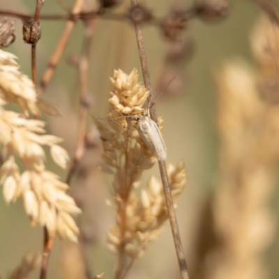 Lepidoptera unclassified ADULT moth (Unidentified - Moth) at Gungaderra Grassland (GUN_6) - 13 Nov 2023 by pixelnips