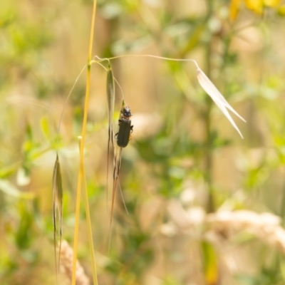 Chauliognathus lugubris (Plague Soldier Beetle) at Crace, ACT - 12 Nov 2023 by pixelnips
