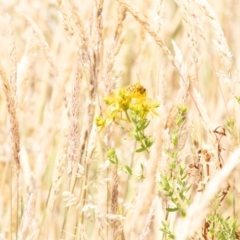 Apis mellifera (European honey bee) at Gungaderra Grassland (GUN_6) - 13 Nov 2023 by pixelnips