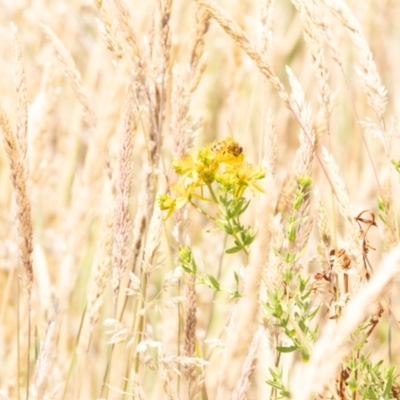 Apis mellifera (European honey bee) at Gungaderra Grassland (GUN_6) - 12 Nov 2023 by pixelnips