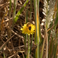 Apis mellifera (European honey bee) at Gungaderra Grassland (GUN_6) - 13 Nov 2023 by pixelnips