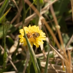 Apis mellifera (European honey bee) at Crace, ACT - 12 Nov 2023 by pixelnips