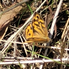 Heteronympha merope (Common Brown Butterfly) at Bruce Ridge to Gossan Hill - 13 Nov 2023 by trevorpreston