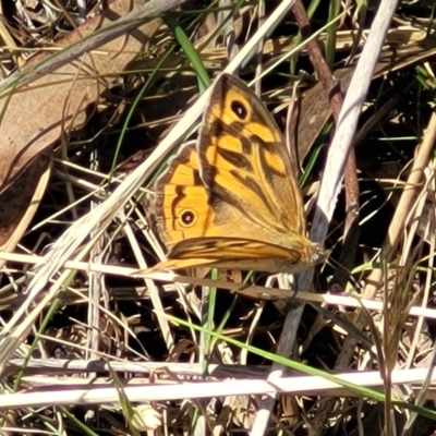 Heteronympha merope (Common Brown Butterfly) at Flea Bog Flat, Bruce - 13 Nov 2023 by trevorpreston
