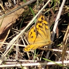 Heteronympha merope at Bruce Ridge to Gossan Hill - 13 Nov 2023