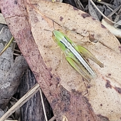 Praxibulus sp. (genus) (A grasshopper) at Bruce Ridge to Gossan Hill - 13 Nov 2023 by trevorpreston