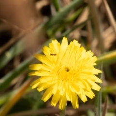 Chalcidoidea (superfamily) (A gall wasp or Chalcid wasp) at Gungaderra Grassland (GUN_6) - 12 Nov 2023 by pixelnips