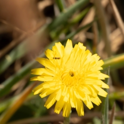 Chalcidoidea (superfamily) (A gall wasp or Chalcid wasp) at Gungaderra Grassland (GUN_6) - 12 Nov 2023 by pixelnips