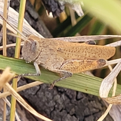 Goniaea opomaloides (Mimetic Gumleaf Grasshopper) at Bruce Ridge to Gossan Hill - 13 Nov 2023 by trevorpreston