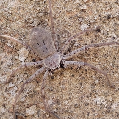 Isopeda canberrana (Canberra Huntsman Spider) at Flea Bog Flat, Bruce - 13 Nov 2023 by trevorpreston