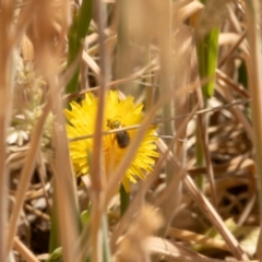 Lasioglossum (Chilalictus) sp. (genus & subgenus) (Halictid bee) at Gungaderra Grassland (GUN_6) - 12 Nov 2023 by pixelnips