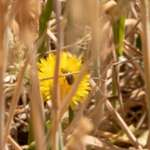 Lasioglossum (Chilalictus) sp. (genus & subgenus) at Gungaderra Grassland (GUN_6) - 13 Nov 2023