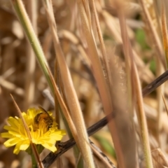 Lasioglossum (Chilalictus) sp. (genus & subgenus) at Gungaderra Grassland (GUN_6) - 13 Nov 2023