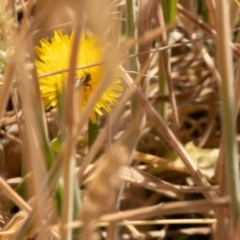 Lasioglossum (Chilalictus) sp. (genus & subgenus) at Gungaderra Grassland (GUN_6) - 13 Nov 2023