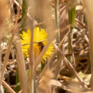 Lasioglossum (Chilalictus) sp. (genus & subgenus) at Gungaderra Grassland (GUN_6) - 13 Nov 2023