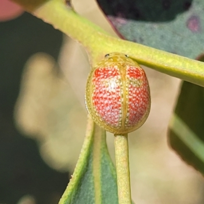 Paropsisterna fastidiosa (Eucalyptus leaf beetle) at Bruce Ridge to Gossan Hill - 13 Nov 2023 by trevorpreston