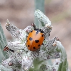 Hippodamia variegata (Spotted Amber Ladybird) at Yaouk, NSW - 4 Nov 2023 by Janet
