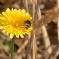 Lasioglossum (Chilalictus) sp. (genus & subgenus) (Halictid bee) at Crace, ACT - 12 Nov 2023 by pixelnips