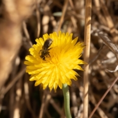 Lasioglossum (Chilalictus) sp. (genus & subgenus) at Gungaderra Grassland (GUN_6) - 13 Nov 2023 10:53 AM