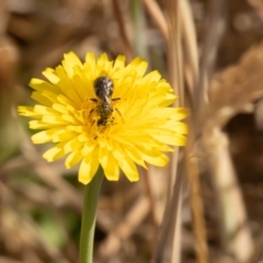 Lasioglossum (Chilalictus) sp. (genus & subgenus) at Gungaderra Grassland (GUN_6) - 13 Nov 2023