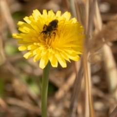 Lasioglossum (Chilalictus) sp. (genus & subgenus) at Gungaderra Grassland (GUN_6) - 13 Nov 2023 10:53 AM