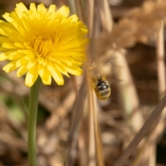 Lasioglossum (Chilalictus) sp. (genus & subgenus) at Gungaderra Grassland (GUN_6) - 13 Nov 2023 10:53 AM