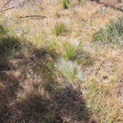 Nassella trichotoma (Serrated Tussock) at Watson, ACT - 13 Nov 2023 by abread111