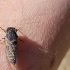 Atrapsalta furcilla at Flea Bog Flat, Bruce - 13 Nov 2023 12:40 PM