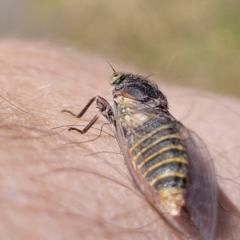 Atrapsalta furcilla at Flea Bog Flat, Bruce - 13 Nov 2023 12:40 PM