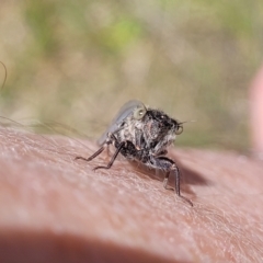 Atrapsalta furcilla at Flea Bog Flat, Bruce - 13 Nov 2023 12:40 PM