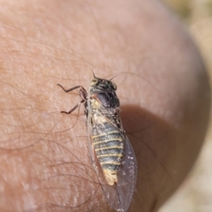 Atrapsalta furcilla at Flea Bog Flat, Bruce - 13 Nov 2023 12:40 PM