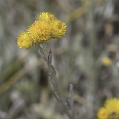 Chrysocephalum apiculatum (Common Everlasting) at Dunlop Grassland (DGE) - 7 Nov 2023 by kasiaaus