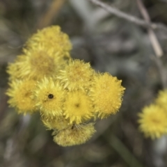 Chrysocephalum apiculatum at Dunlop Grassland (DGE) - 7 Nov 2023