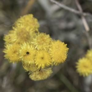 Chrysocephalum apiculatum at Dunlop Grassland (DGE) - 7 Nov 2023